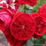 Роза "Kordes" Rotkappchen
