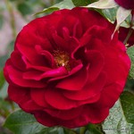 Роза "Kordes" Bordeaux