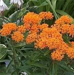 Ваточник инкарнатный tuberosa