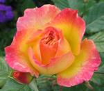 Роза "Kordes" Gartenspab