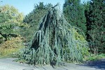 Кедр атласский 'Glauca Pendula'