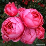 Роза "Kordes" Gartenprinzessin Marie-José