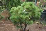 Сосна Веймутова PINUS STROBUS 