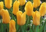 Тюльпан Фостера "Yellow Emperor"