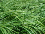 Хаконехлоя( Hakonechloa) Greenhills