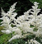 Астильба арендса Bridal Veil