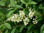 Бирючина обыкновенная LIGUSTRUM VULGARE