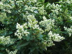 Бирючина обыкновенная LIGUSTRUM VULGARE