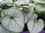 Бруннера ( Brunnera) Silver Heart