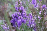 Вероника Lavender's Plums