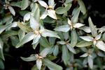 Лох серебристый Elaeagnus commutata