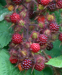 Японская малина Japanese Wineberry