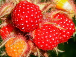 Японская малина Japanese Wineberry