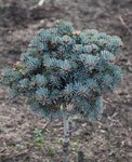 Пихта одноцветная (Abies concolor ) Blue Saphir