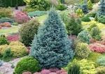 Пихта одноцветная (Abies concolor ) Compacta (Компакта)