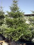 Пихта корейская ABIES KOREANA 