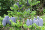 Пихта корейская ABIES KOREANA 