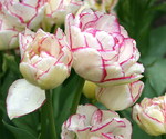 Тюльпан махровый ранний "Belicia"