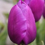 Тюльпан простой ранний  "Purple prince "