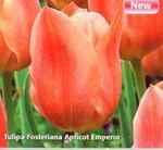 Тюльпан Фостера "Apricot Emperor"