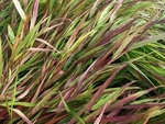 Хаконехлоя( Hakonechloa) Beni Kaze