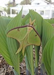 Хоста  Luna Moth